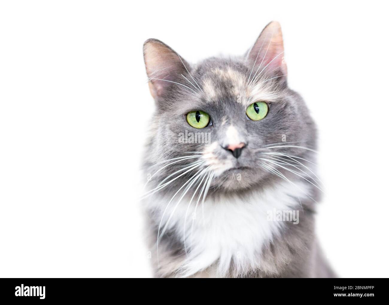 Eine flauschige Calico calous Medium Haar Katze mit grünen Augen Stockfoto