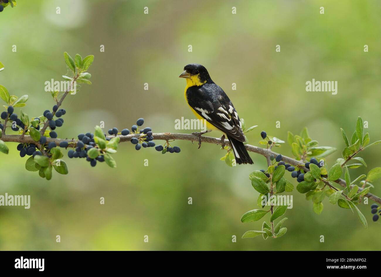 Kleiner Goldfink (Carduelis psettria), erwachsenes Männchen auf dem Elbow Bush (Forestiera pubescens) mit Beeren, Hill Country, Texas, USA. Mai Stockfoto