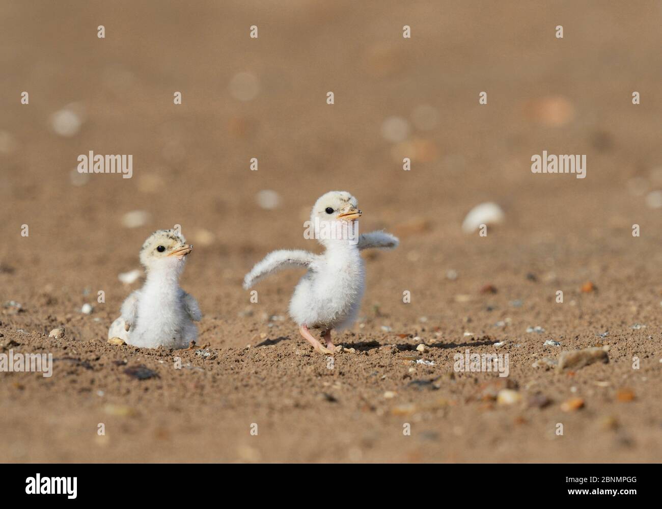 Least Seeschwalbe (Sterna antillarum), junge Seeschwalbe, Port Isabel, Laguna Madre, South Padre Island, Texas, USA. Juni Stockfoto