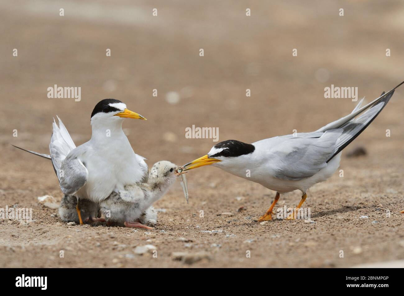 Least Seeschwalbe (Sterna antillarum), Erwachsene, die frisch geschlüpfte Jungtiere mit Fischauge füttern, Port Isabel, Laguna Madre, South Padre Island, Texas, USA. Juni Stockfoto