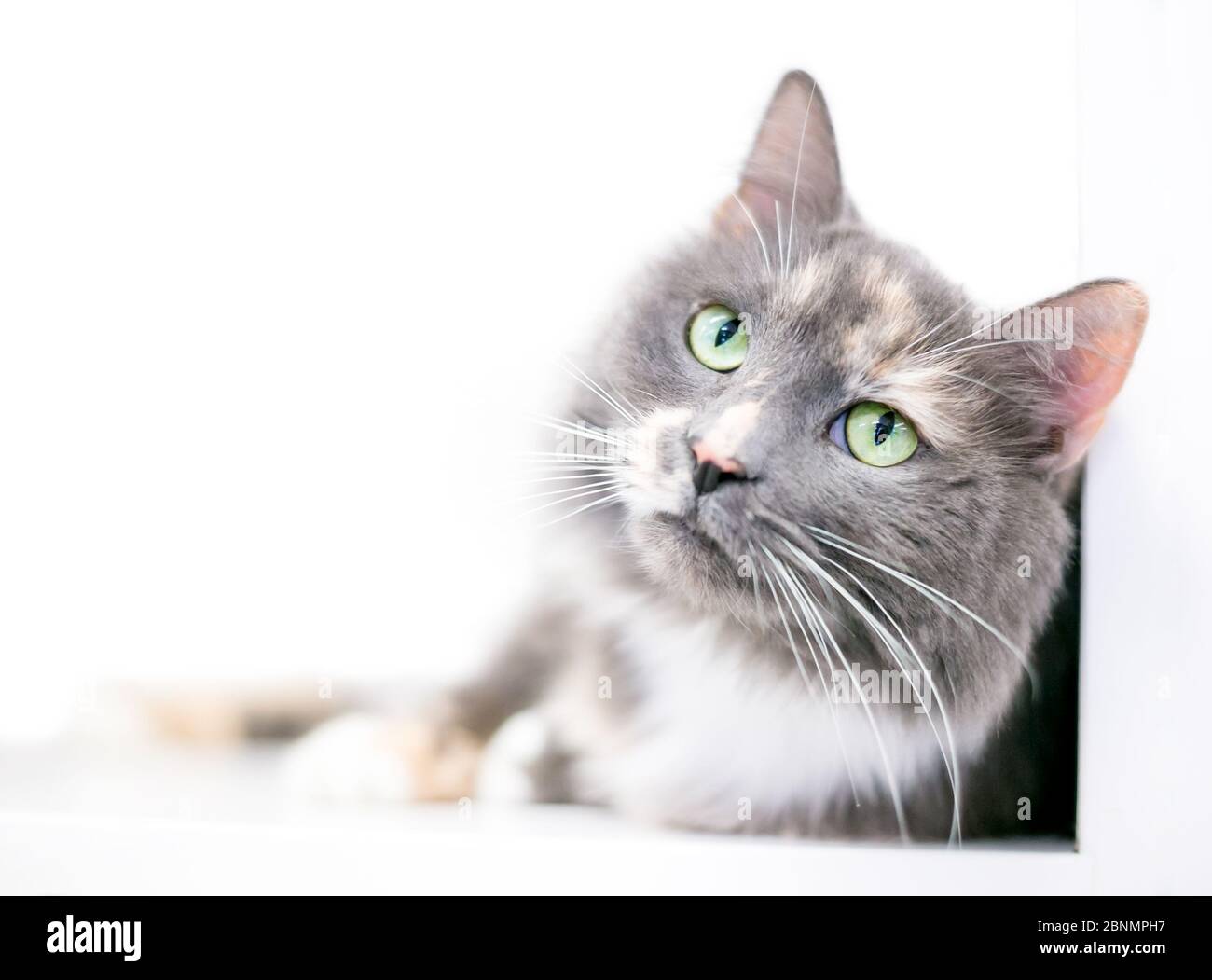 Eine flauschige Calico calous Medium Haar Katze mit grünen Augen Stockfoto