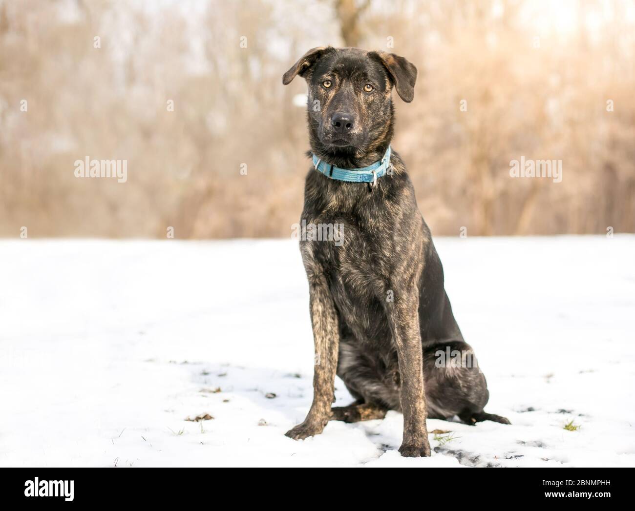 Ein gestromter Mischlingshund mit blauem Kragen im Schnee Stockfoto