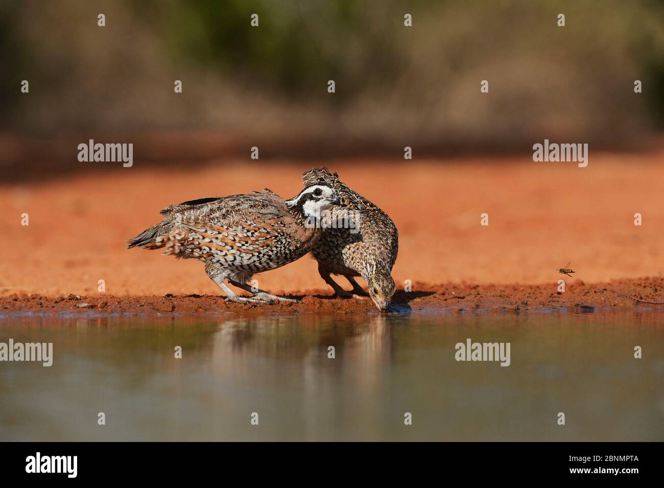 Nördliche Bobwhite (Colinus virginianus), Paar trinken am Teich, Rio Grande Valley, South Texas, Texas, USA. Juni Stockfoto