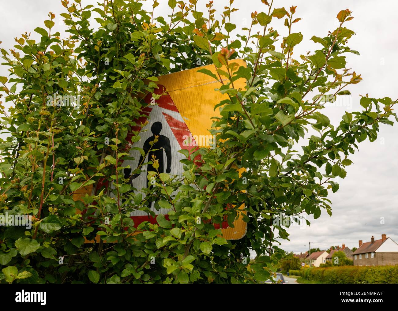 Verkehrswarnschilder am Straßenrand, überdeckt und verdeckt von Bäumen, Pflanzen und Vegetation, Shropshire, England Stockfoto