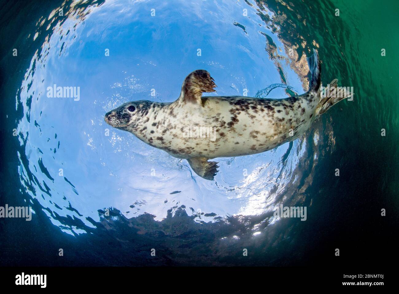 Graue Robbe (Halichoerus grypus), die oben an der Oberfläche schwimmt, Lundy Island, Devon, Großbritannien, Bristol Channel August Stockfoto