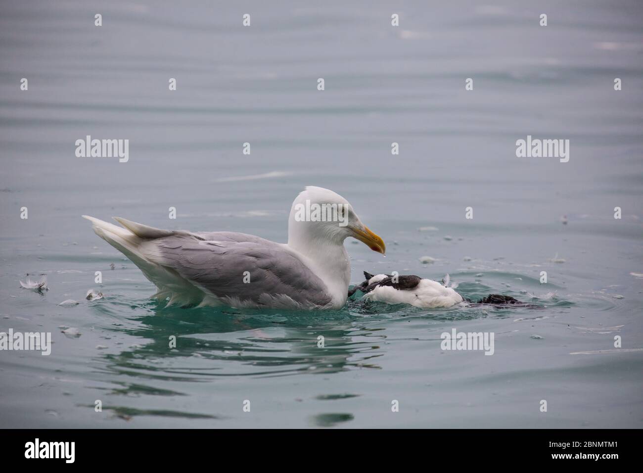 Die Möwe (Larus hyperboreus) isst auf Brunnichs Guillemot (Uria lomvia) Küken, Alkrefjellet Vogelklippe Hinloopen, Svalbard, Norwegen, Juli. Stockfoto