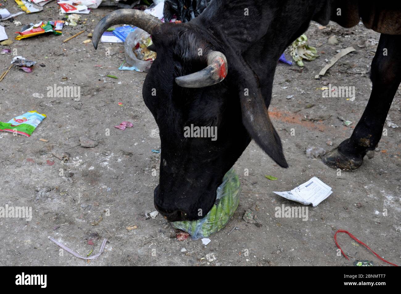 Kuh versucht, Erbsen aus Polythene Beutel in der Straße zu essen. Delhi, Indien. Januar 2016. Stockfoto