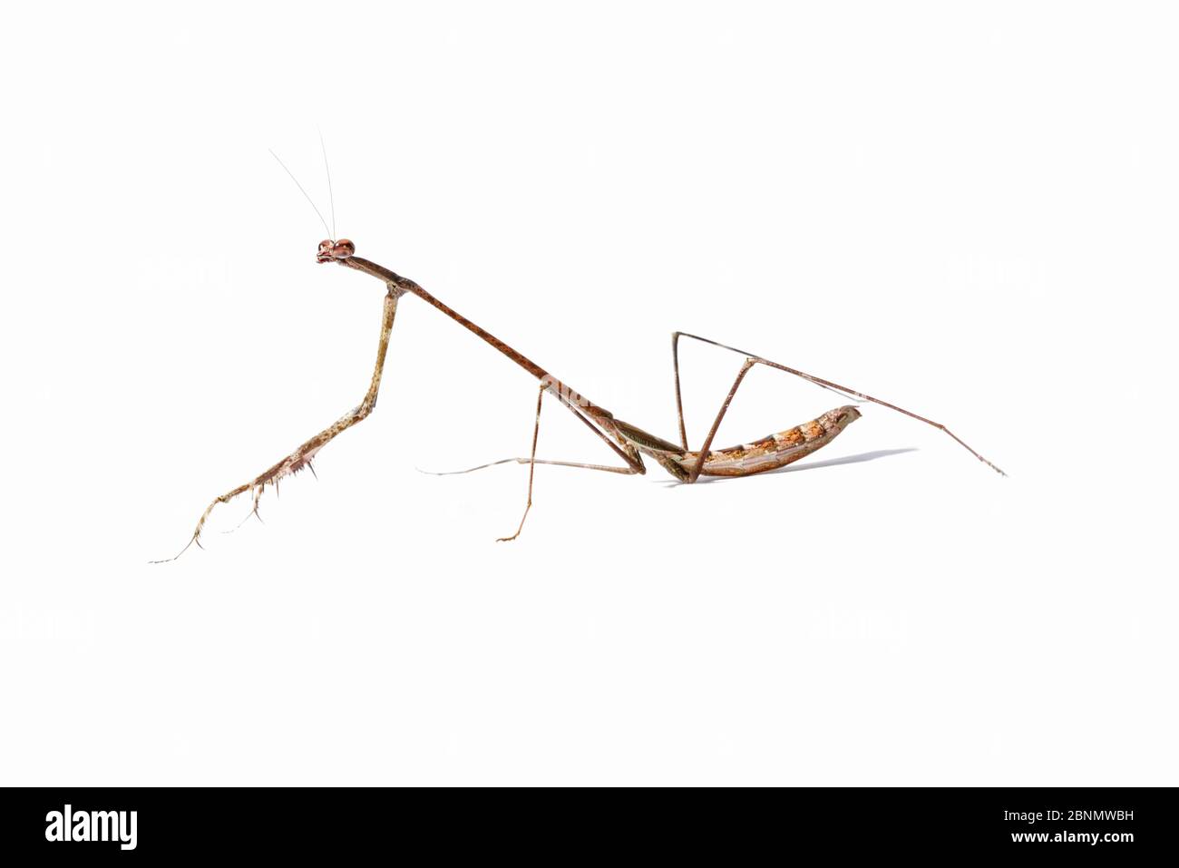 Stick Mantis (Euchomenella heteroptera) Nymphe auf weißem Hintergrund, Sumatra. Stockfoto