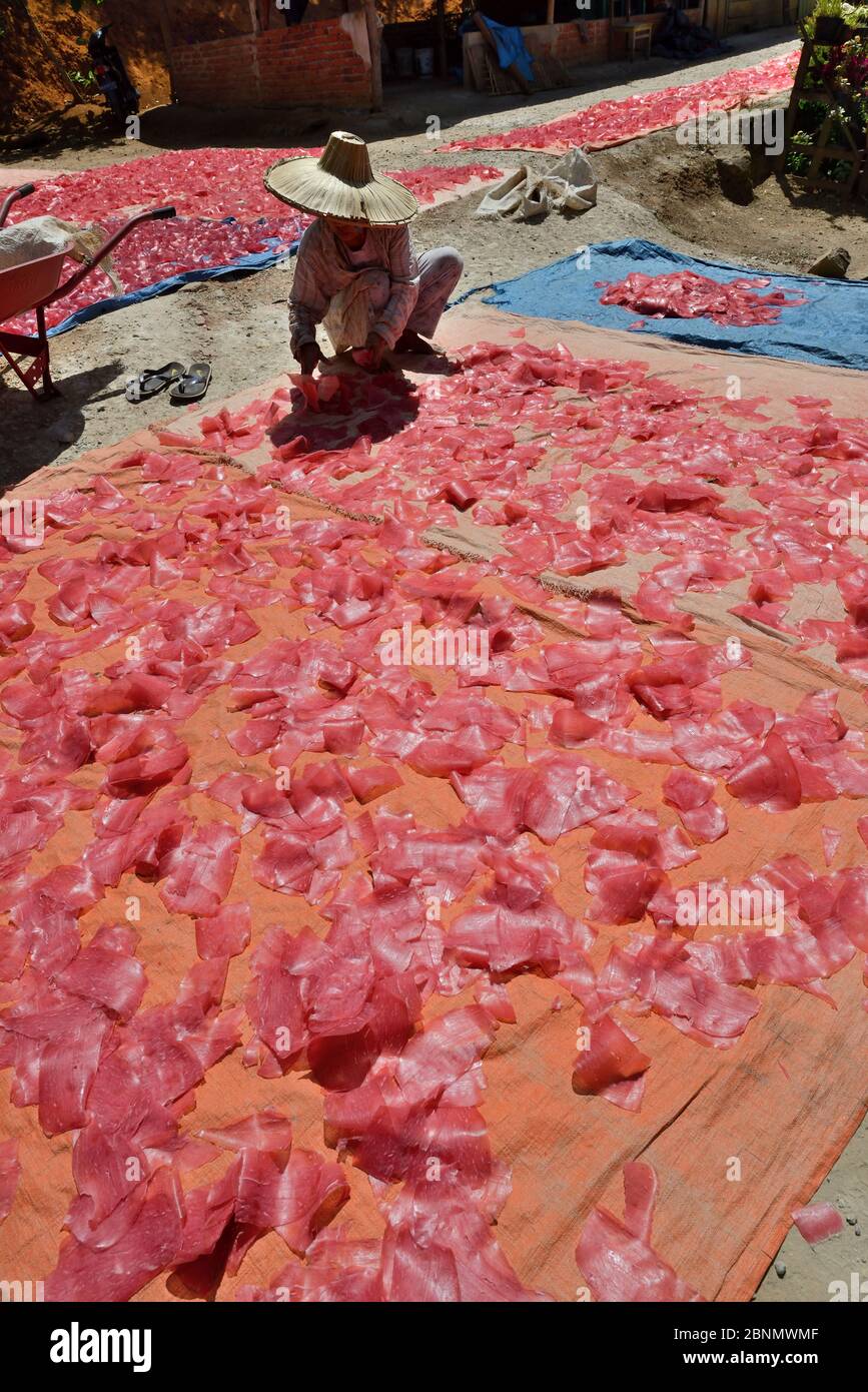 Chips von Manioc (Manihot esculenta) Trocknen, Sumatra. Juli 2016. Stockfoto