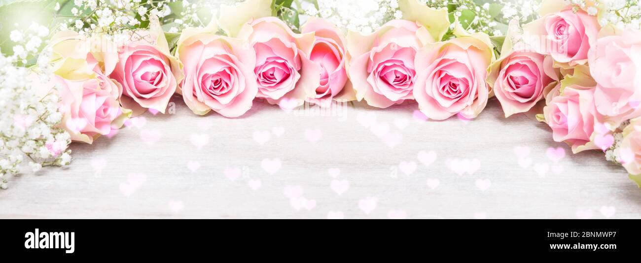 Rosa Rosen und Gypsophila, Grußkarte, Banner Stockfoto