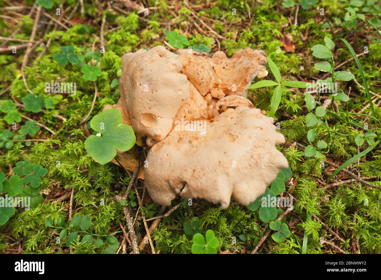 Ungenießbare unbekannte Pilze auf Waldboden mit Moos bedeckt Stockfoto