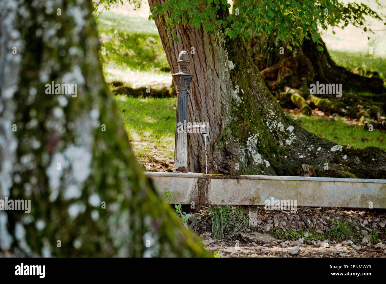 Die immer fließende Quelle der sieben Linden. Naturschutzgebiet Buchleite. Altmühltal. Stockfoto