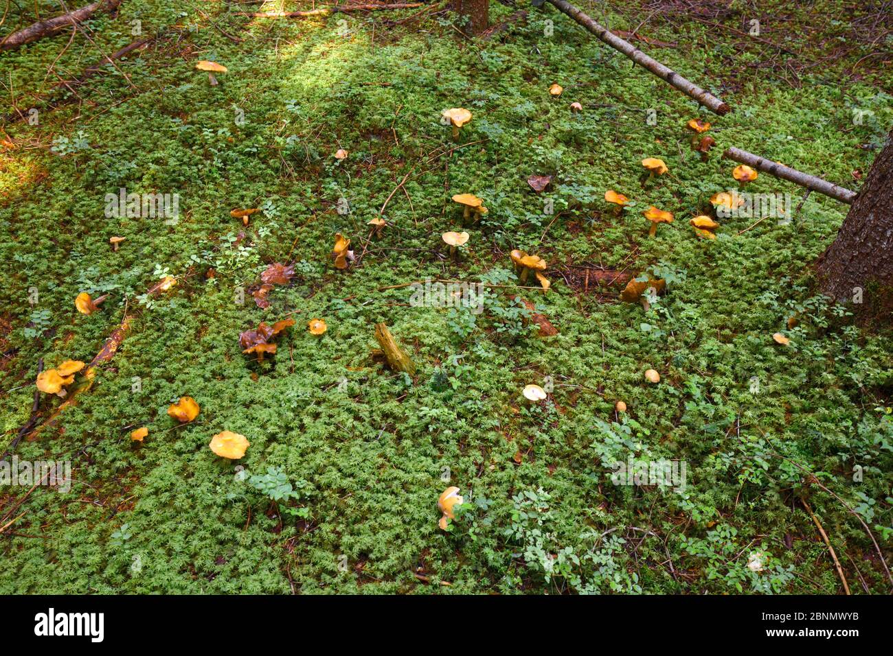 Verschiedene ungenießbare Pilze wachsen auf feuchtem Waldboden, der mit Moos bedeckt ist Stockfoto