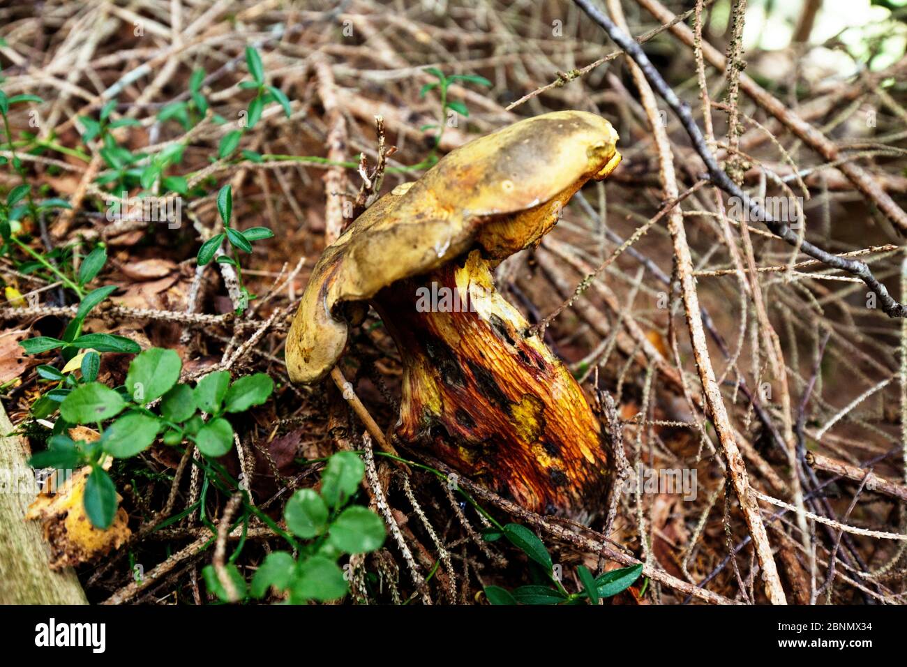 Verrottes Exemplar eines unbekannten Pilzes mit einem auffälligen Maschenmuster am Stiel Stockfoto