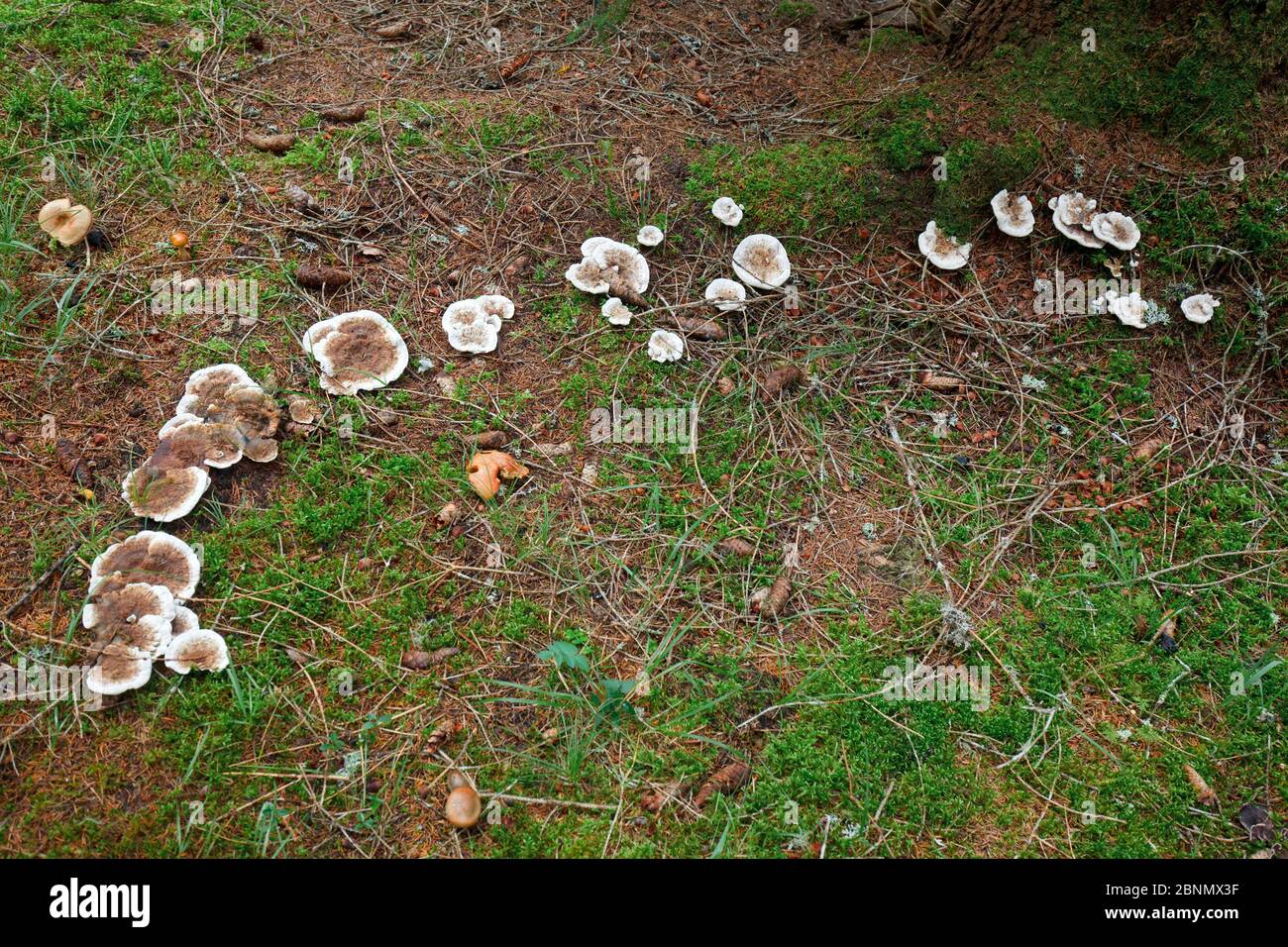 Gruppe alter unbekannter Pilze auf Nadelwaldboden Stockfoto