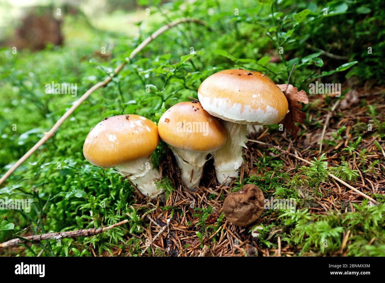 Gruppe unbekannter junger Pilze Stockfoto