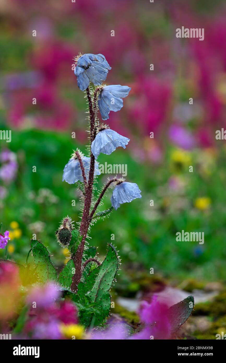 Blauer Mohn (Meconopsis balangensis) Balang Mountain, Wolong National Nature Reserve, Sichuan Province, China. Stockfoto