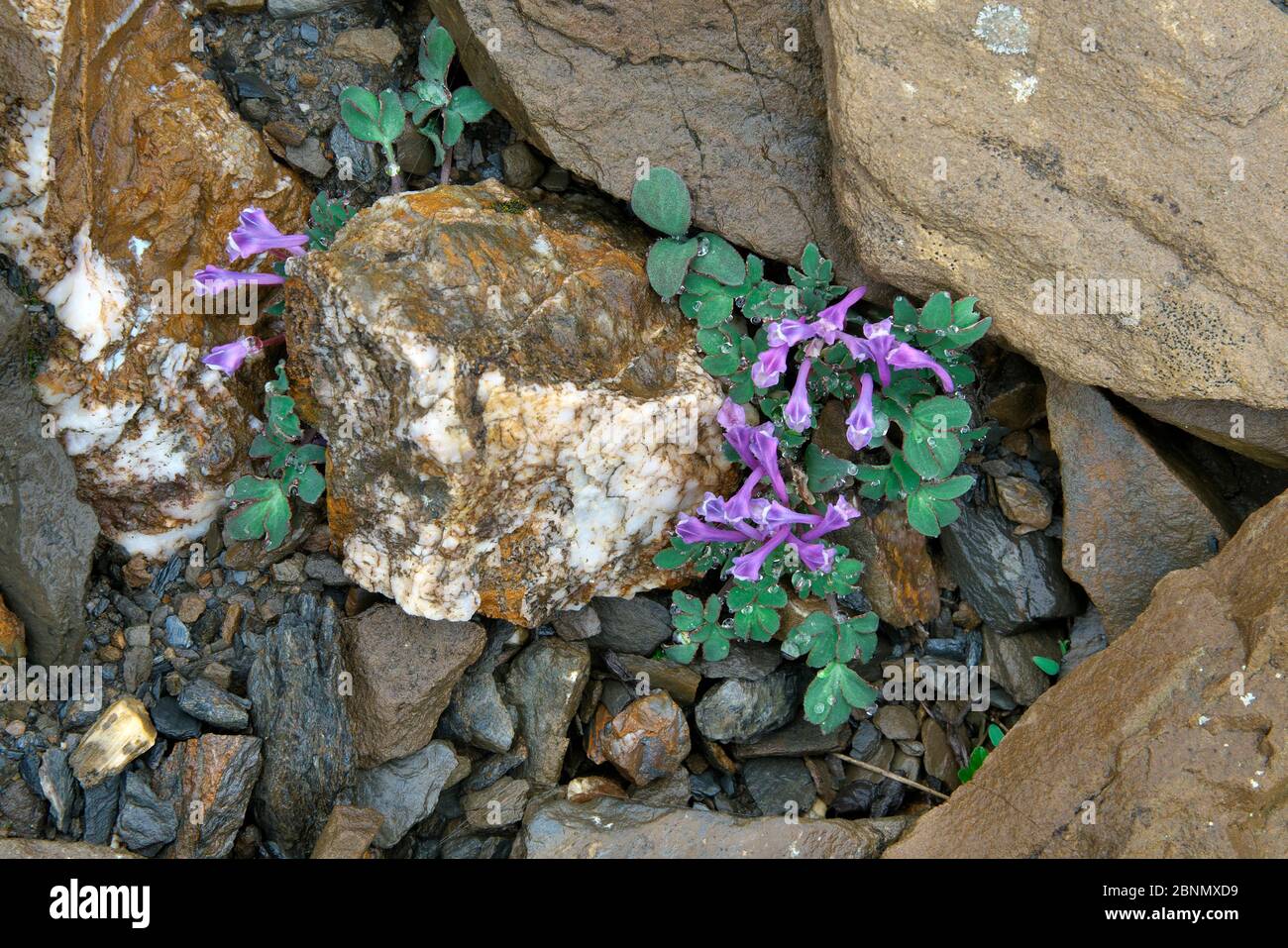 Blumen (Corydalis dajingensis) Balang Berg, Wolong National Nature Reserve, Sichuan Provinz, China. Stockfoto