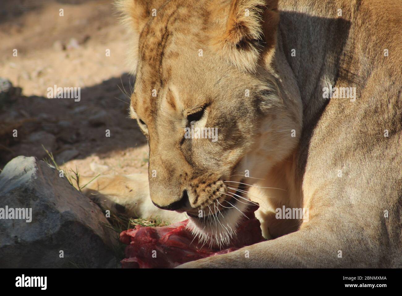 Ein Löwe isst Fleisch im Al Ain Zoo in Al Zin, Vereinigte Arabische Emirate. Stockfoto