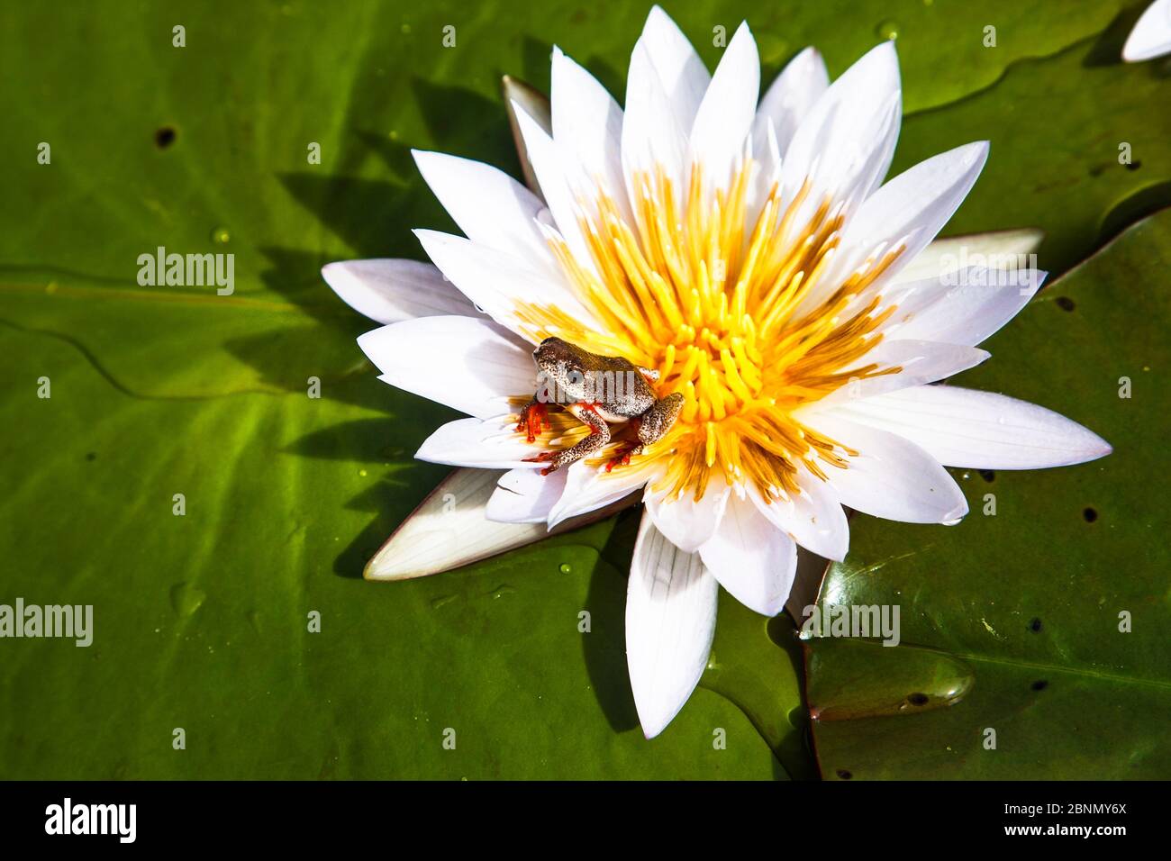 Schilfrosch (Hyperolius sp) auf Seerose, Okavango Delta. Botswana Stockfoto