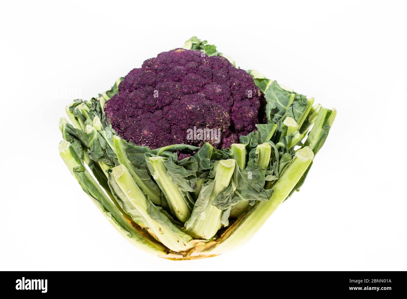 Bio Blumenkohl (Brassica oleracea) violette Form. Stockfoto