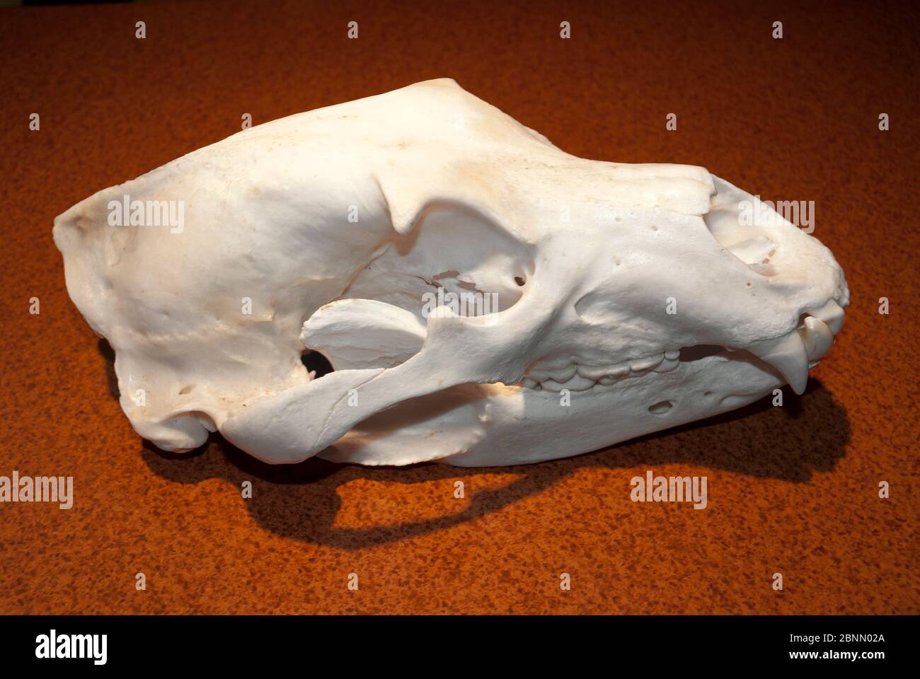 Tragen Sie Schädel im Display Stockfoto