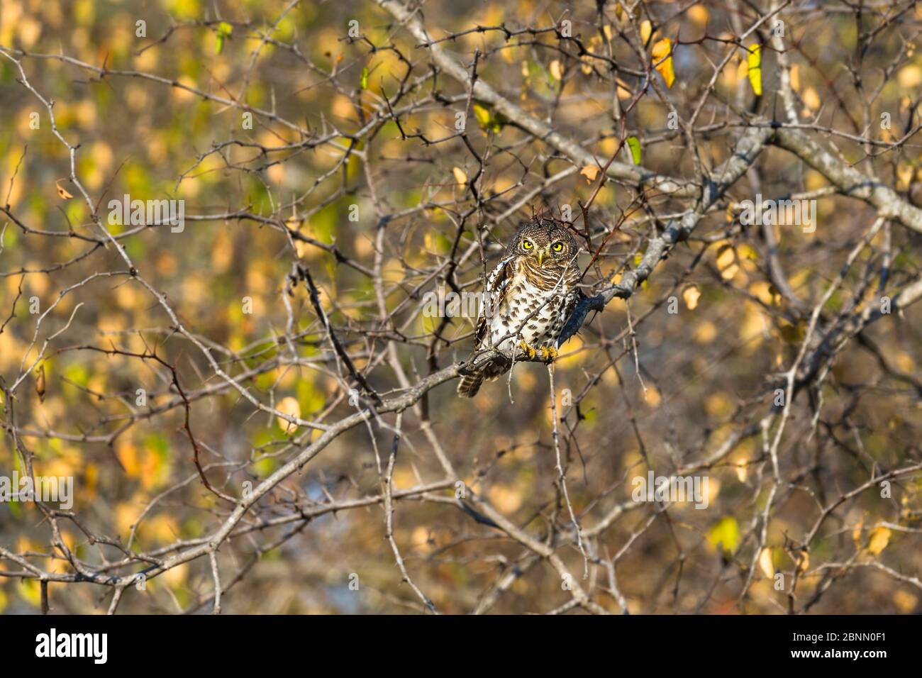 African barred owlet (Glaucidium capense) Sabi Sand Game Reserve, Südafrika, Juni Stockfoto