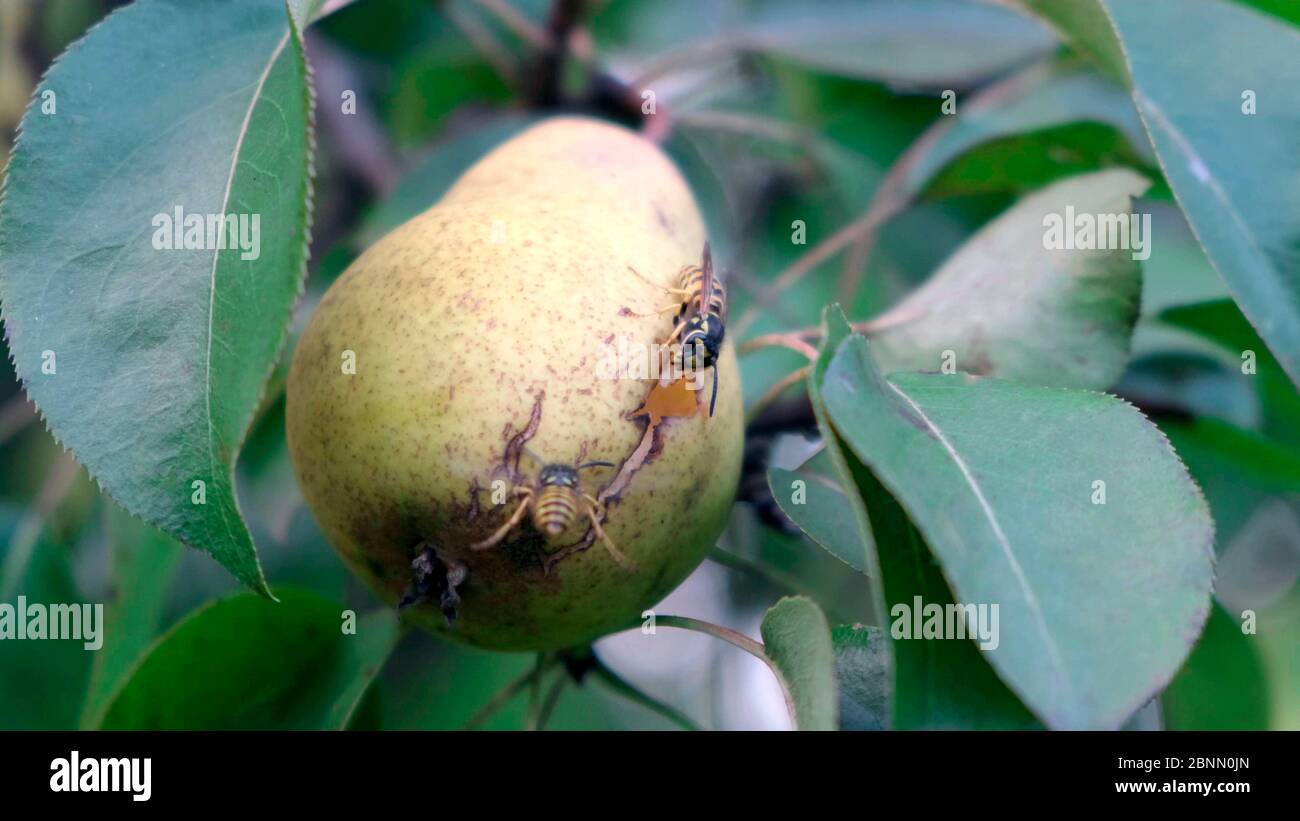 Wespe frisst eine Birne im Gartenbaum. Nahaufnahme Stockfoto