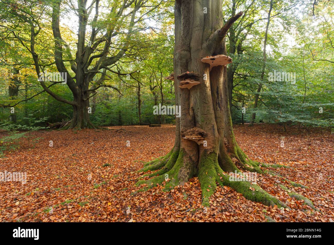 Buchenbäume in gemischten alten Wäldern im Herbst. Ecclesall Wood, Sheffield, England, Großbritannien, Oktober. Stockfoto