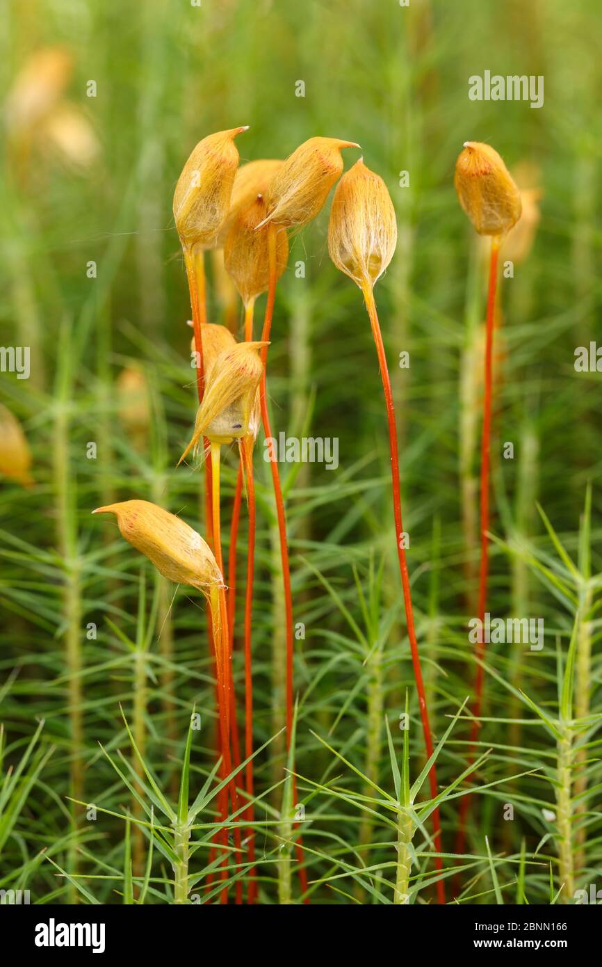 Gemeine Haarmütze Moos (Polytrichum commune) Fruchtkörper. Drumnadrochit, Inverness, Schottland, August. Stockfoto