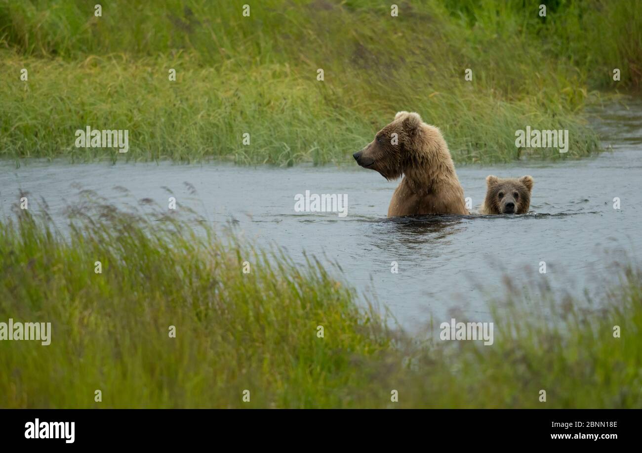 Grizzly Bär (Ursus Arctos) weiblich und Junge, die einen Fluss überqueren, Brooks Falls, Katmai Nationalpark, Alaska, Juli Stockfoto