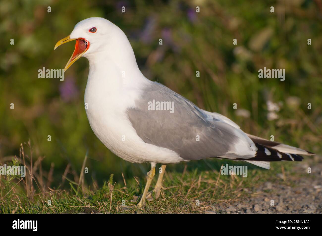 mew Gull Calls, Alaska, USA Stockfoto