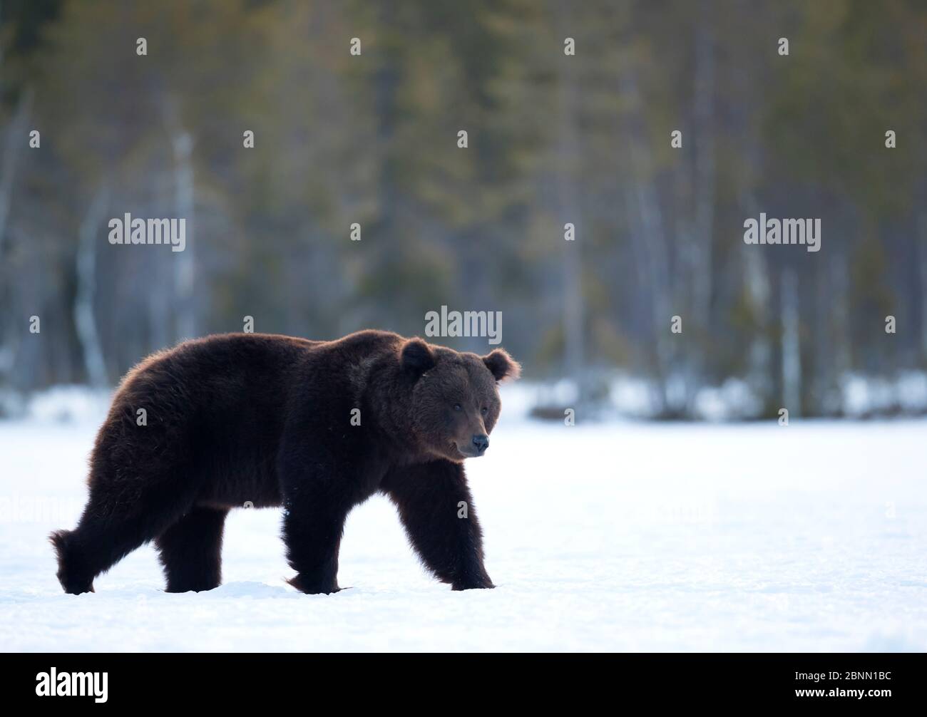 Europäischer Braunbär (Ursus arctos) auf dem Weg im Schnee, Finnland, April Stockfoto