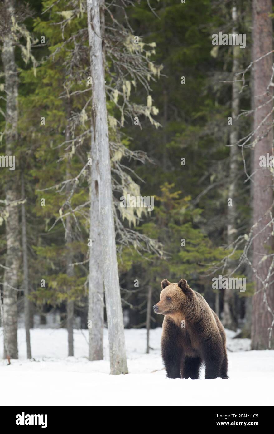 Europäischer Braunbär (Ursus arctos) im Schnee in der Nähe des Waldes, Finnland, April Stockfoto