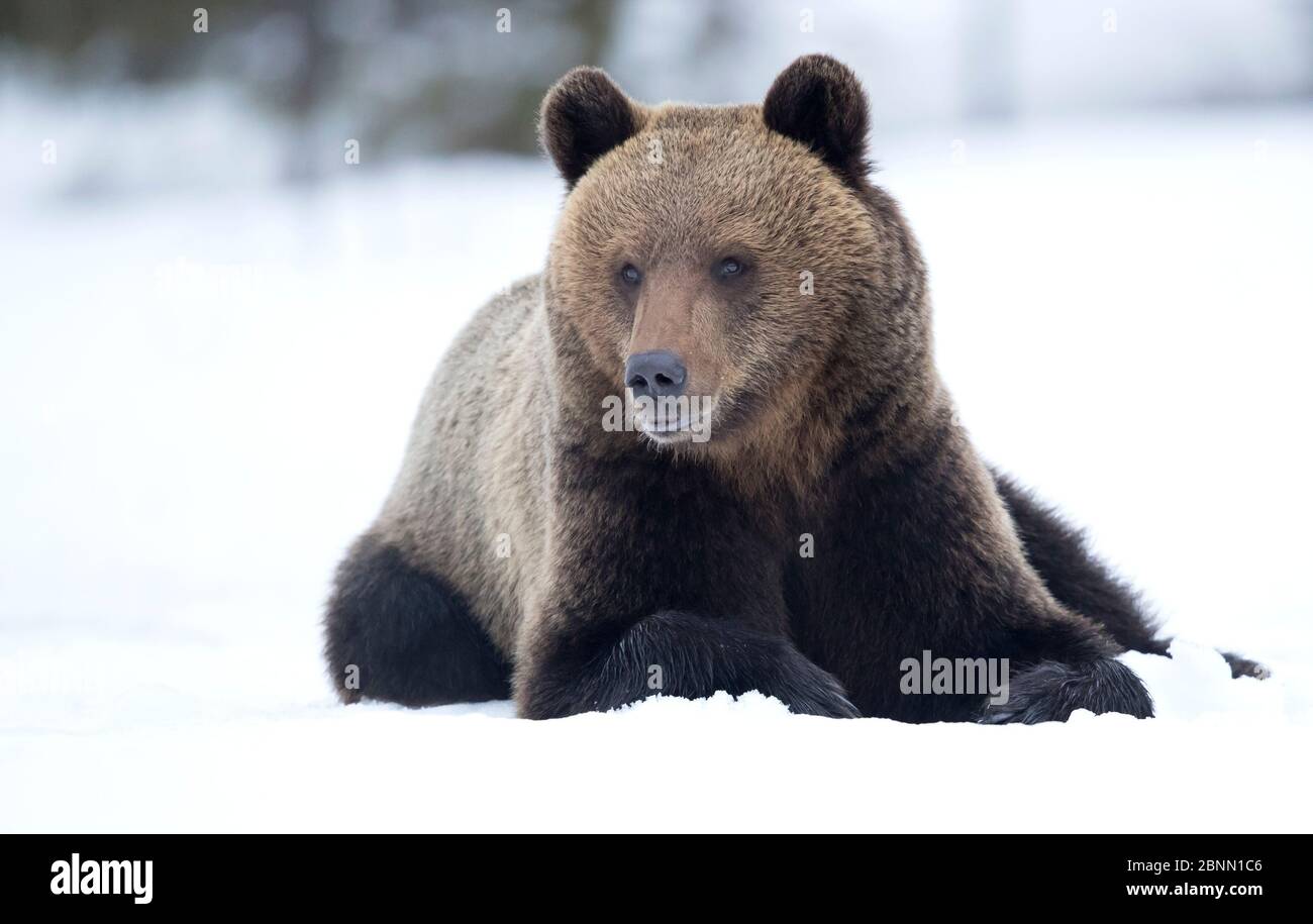 Europäischer Braunbär (Ursus arctos) ruht im Schnee, Finnland, April Stockfoto