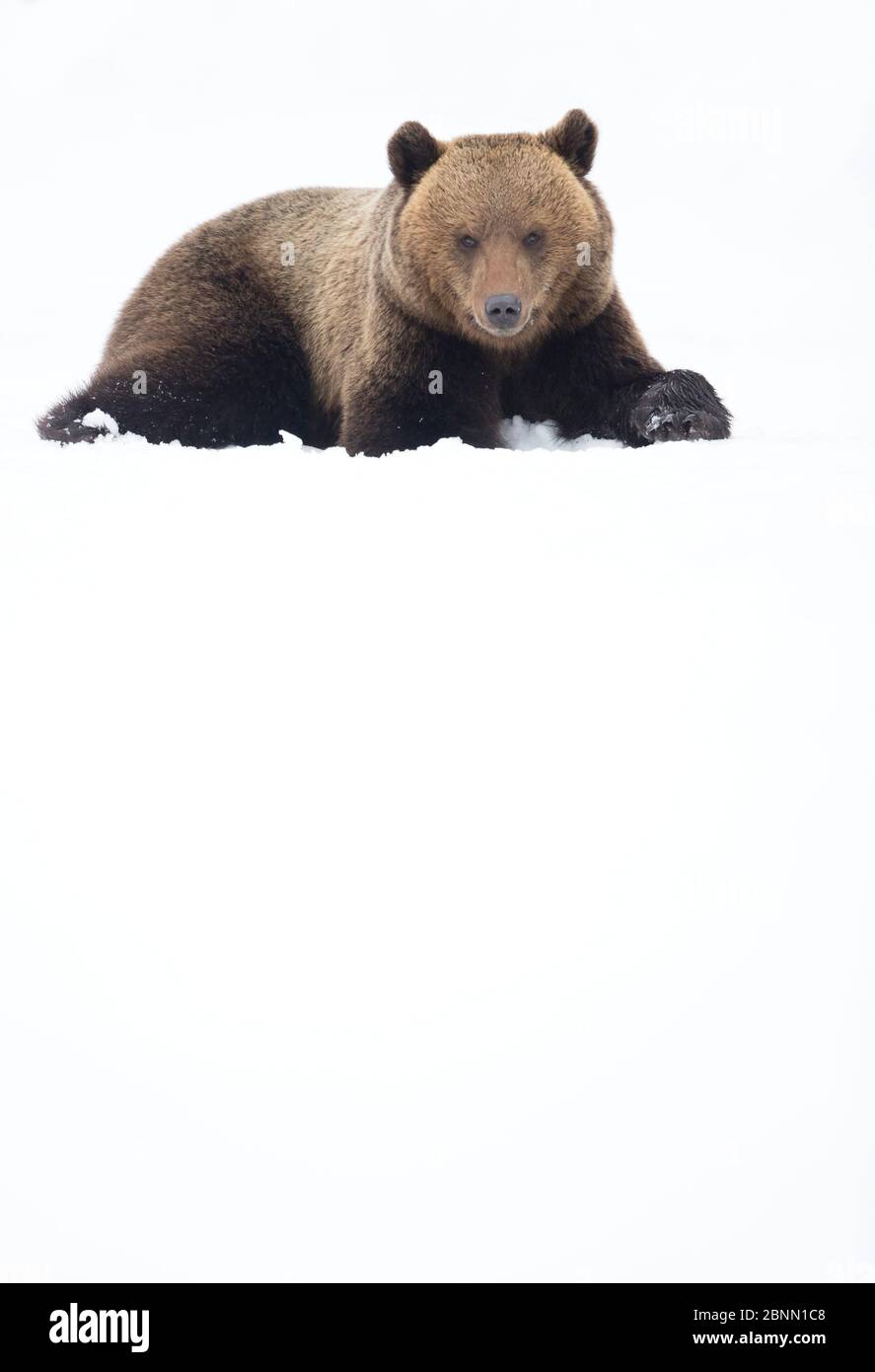 Europäischer Braunbär (Ursus arctos) ruht im Schnee, Finnland, April Stockfoto