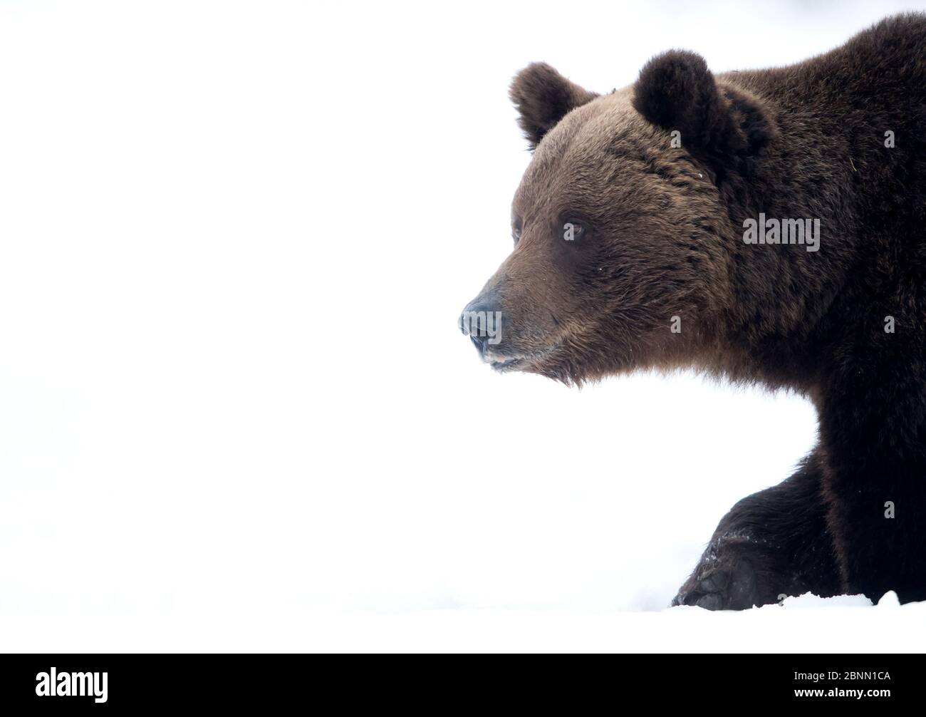 Europäischer Braunbär (Ursus arctos) Wanderprofil im Schnee, Finnland, April Stockfoto