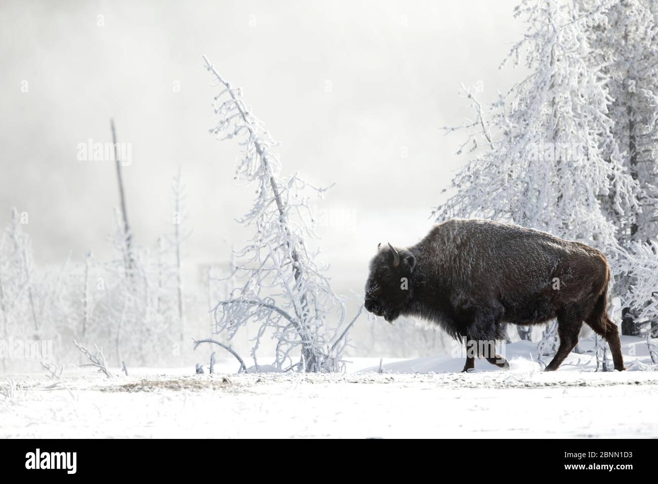 Bison (Bison bison) walking Profil mit Rauhreif, Yellowstone National Park, USA, Februar Stockfoto