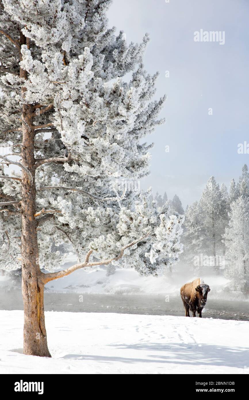 Bison (Bison bison) gehen unter raureif bedeckten Baum, Yellowstone National Park, Wyoming, USA, Februar Stockfoto