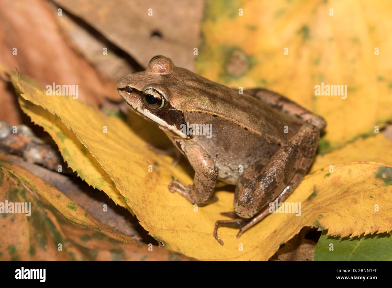 Holzfrosch (Lithobates sylvaticus) auf Herbstblättern, Connecticut, USA, September. Stockfoto
