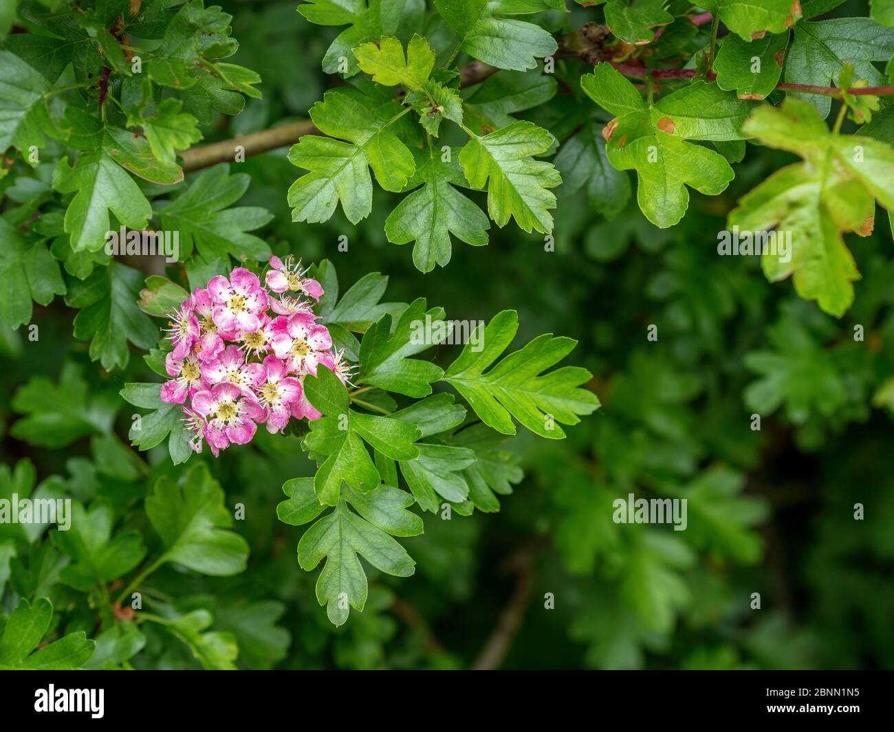 Rosa stark duftende Blüten von Hawthorn, Crataegus monogyna im Frühjahr. GROSSBRITANNIEN. Aka Maitbaum. Stockfoto