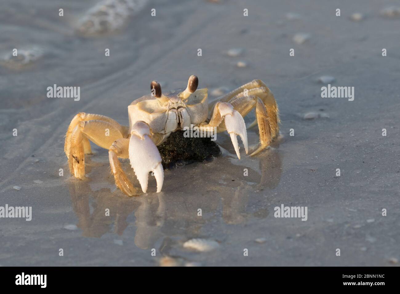 Atlantic Ghost Crab (Ocypode quadrata) Weibchen mit Ei Cluster versteckt darunter, macht seinen Weg, um Eier zu legen, Pinellas County, Florida, USA. Stockfoto