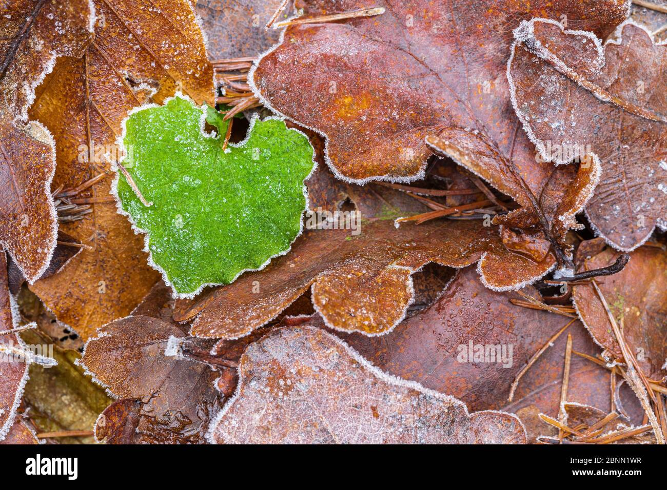 Blätter mit Raureif bedeckt, Waldstillleben, Hintergrundbild, herzförmiges Blatt Stockfoto