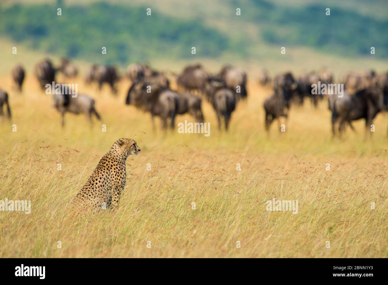 Geparde (Acinonyx jubatus) beim Sitzen, beim Beobachten einer wildsten Herde, Masai Mara Nature Reserve, Kenia. Stockfoto