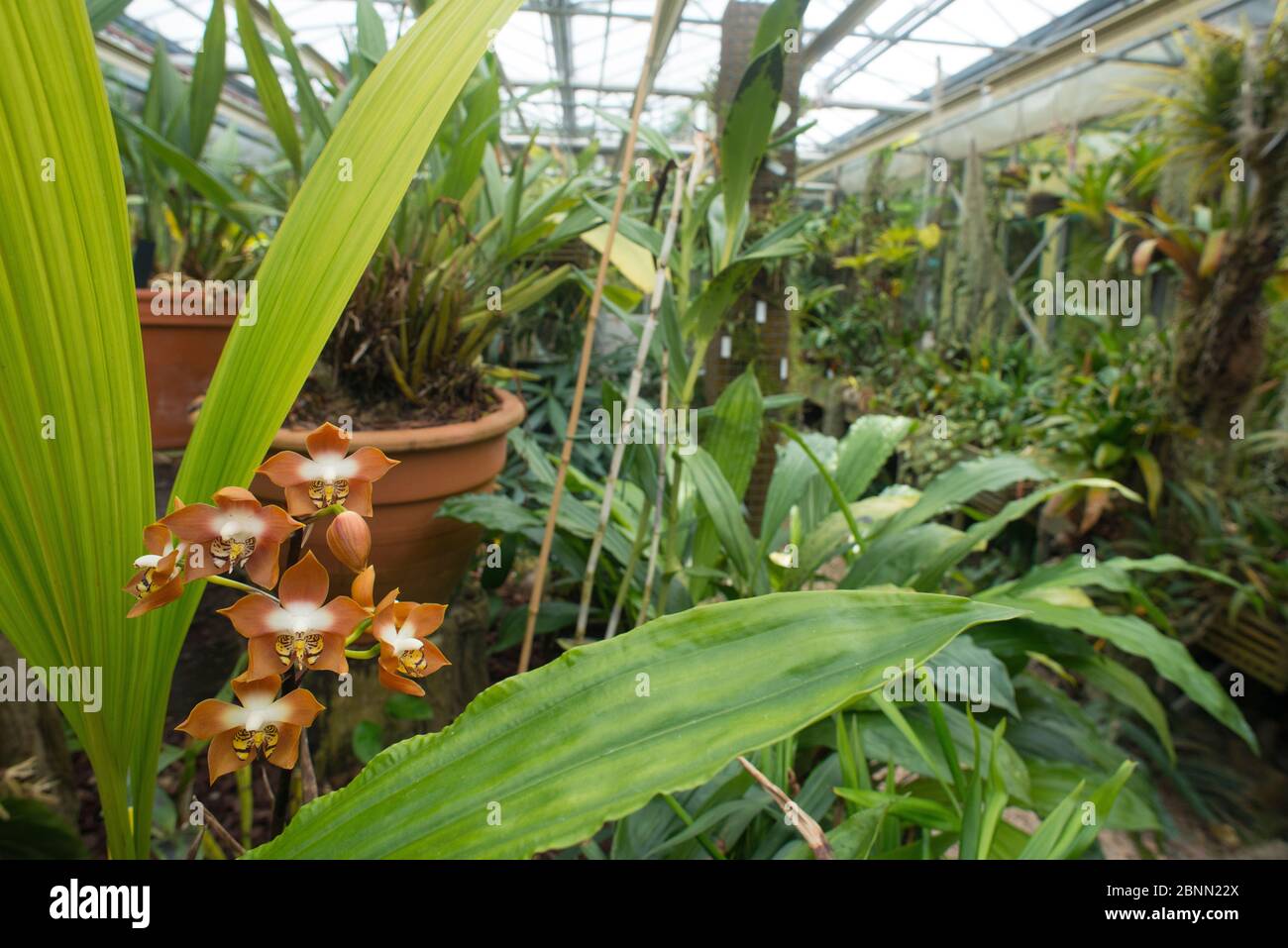 Kolumbien orchidee Fotos und Bildmaterial in hoher Auflösung Alamy