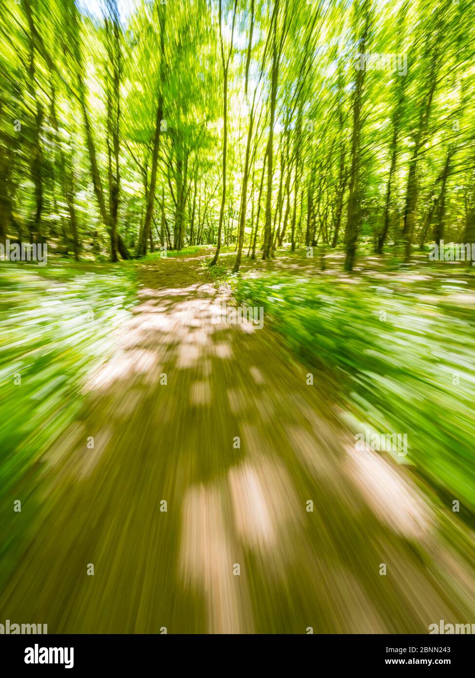 Atemberaubende Frühling Grüne Farbe in der Natur im Wald beim Laufen simulierten Sprinter Run absichtlich verschwommen Trail Fußweg Zeleni vir Skrad Croatia Europe Stockfoto