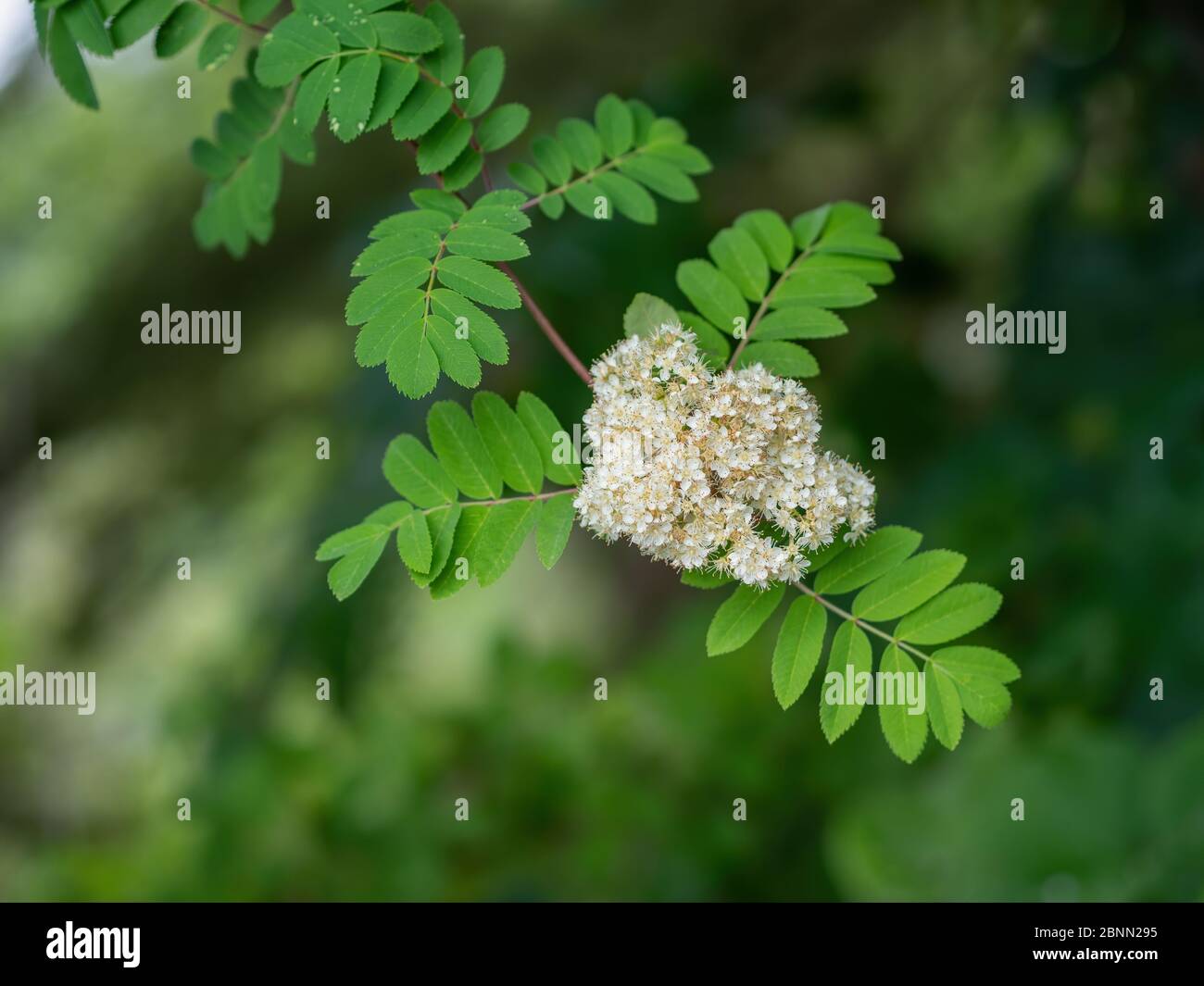 Flauschige weiße Vogelblumen. Alias Sorbus, Bertasche. GROSSBRITANNIEN. Nahaufnahme. Stockfoto