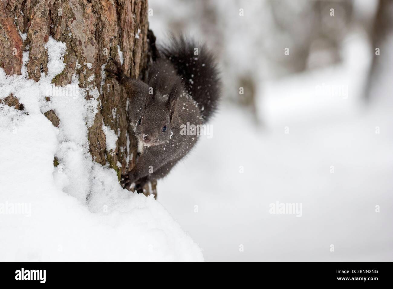 Rotes Eichhörnchen (Sciurus vulgaris) mit melanistischem Fell auf einem Baumstamm in einem schneebedeckten Wald, Crans Montana, Alpen, Wallis, Schweiz. Februar Stockfoto