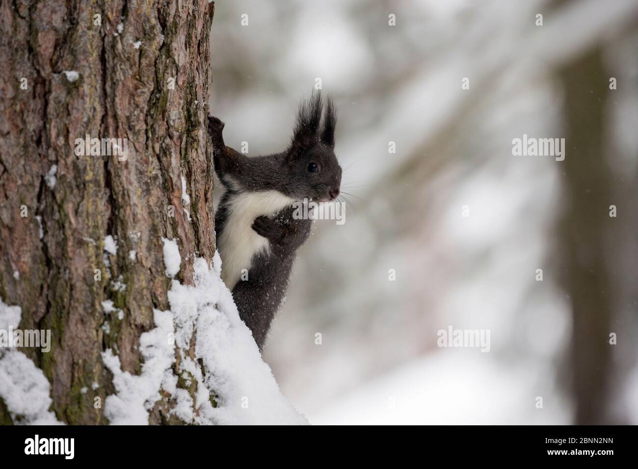 Rotes Eichhörnchen (Sciurus vulgaris) mit melanistischem Fell auf einem Baumstamm in einem schneebedeckten Wald, Crans Montana, Alpen, Wallis, Schweiz. Februar Stockfoto