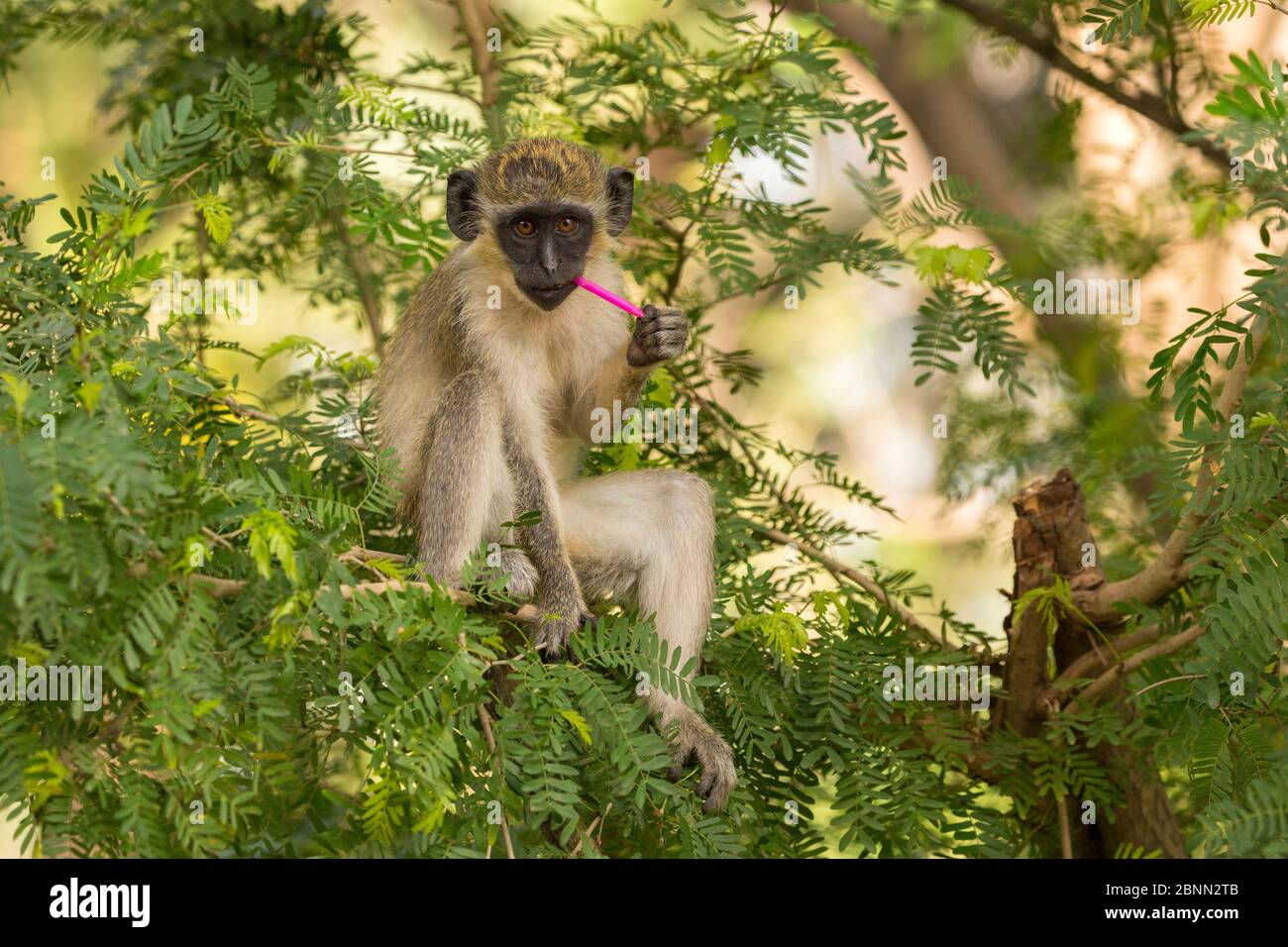 Grüner Affe (Chlorocebus sabaeus) Youngster kaut auf Kunststoff, Gambia, Afrika, Mai. Stockfoto